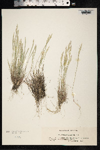 Corynephorus canescens image