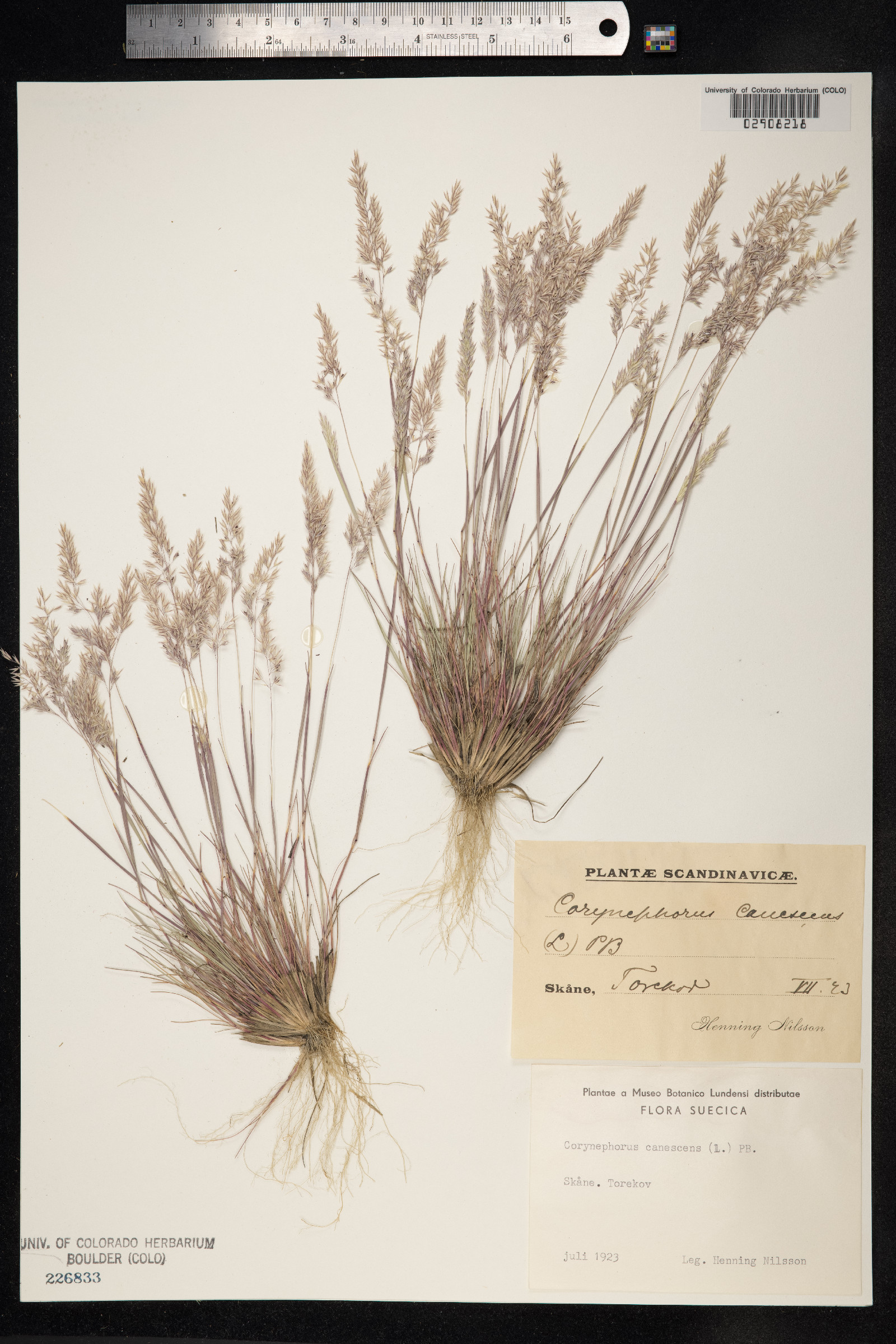 Corynephorus canescens image