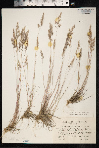 Corynephorus canescens image