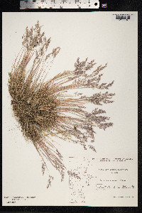 Corynephorus canescens image