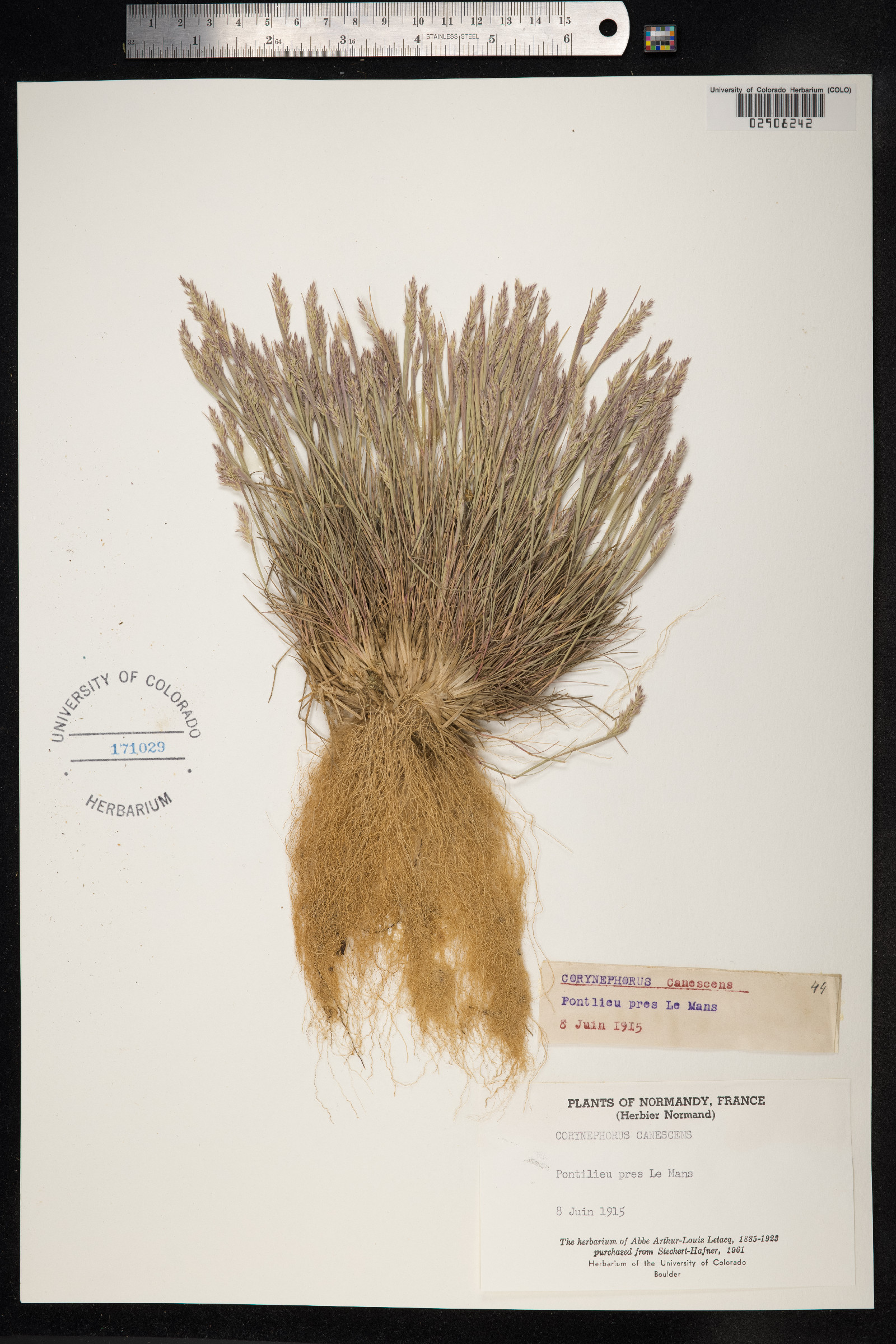 Corynephorus canescens image