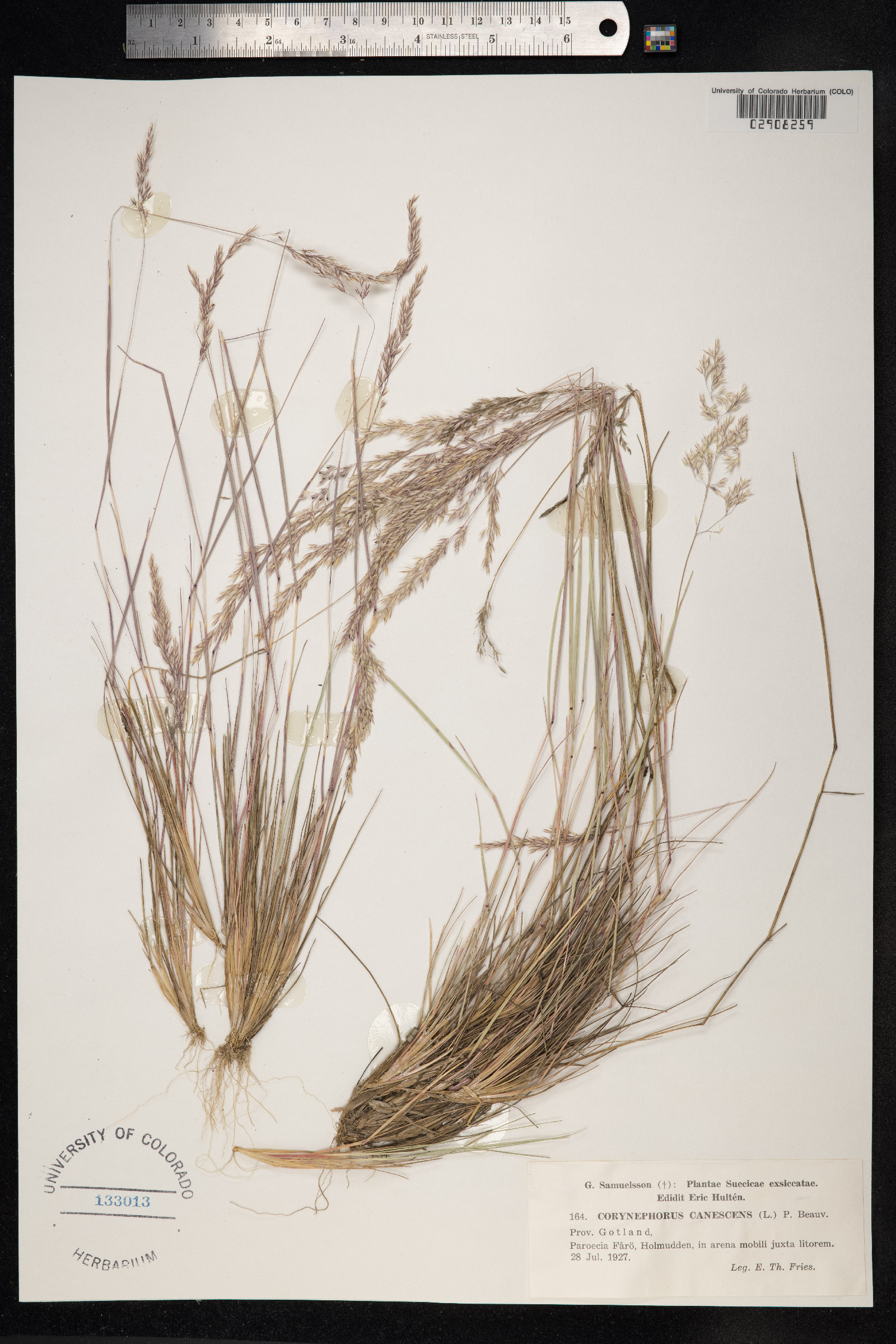 Corynephorus canescens image