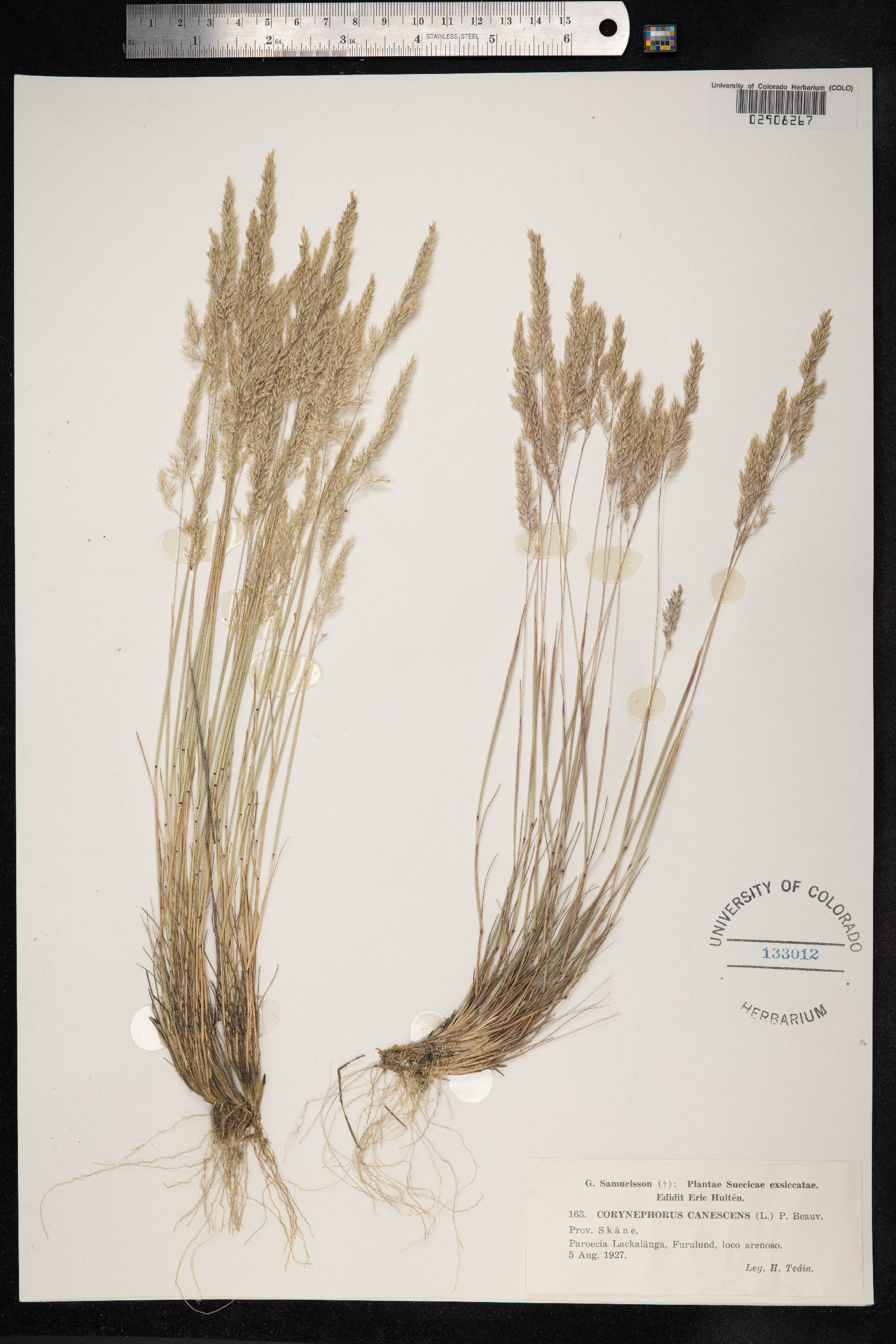 Corynephorus canescens image