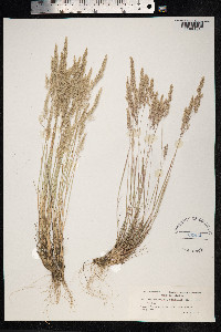 Corynephorus canescens image