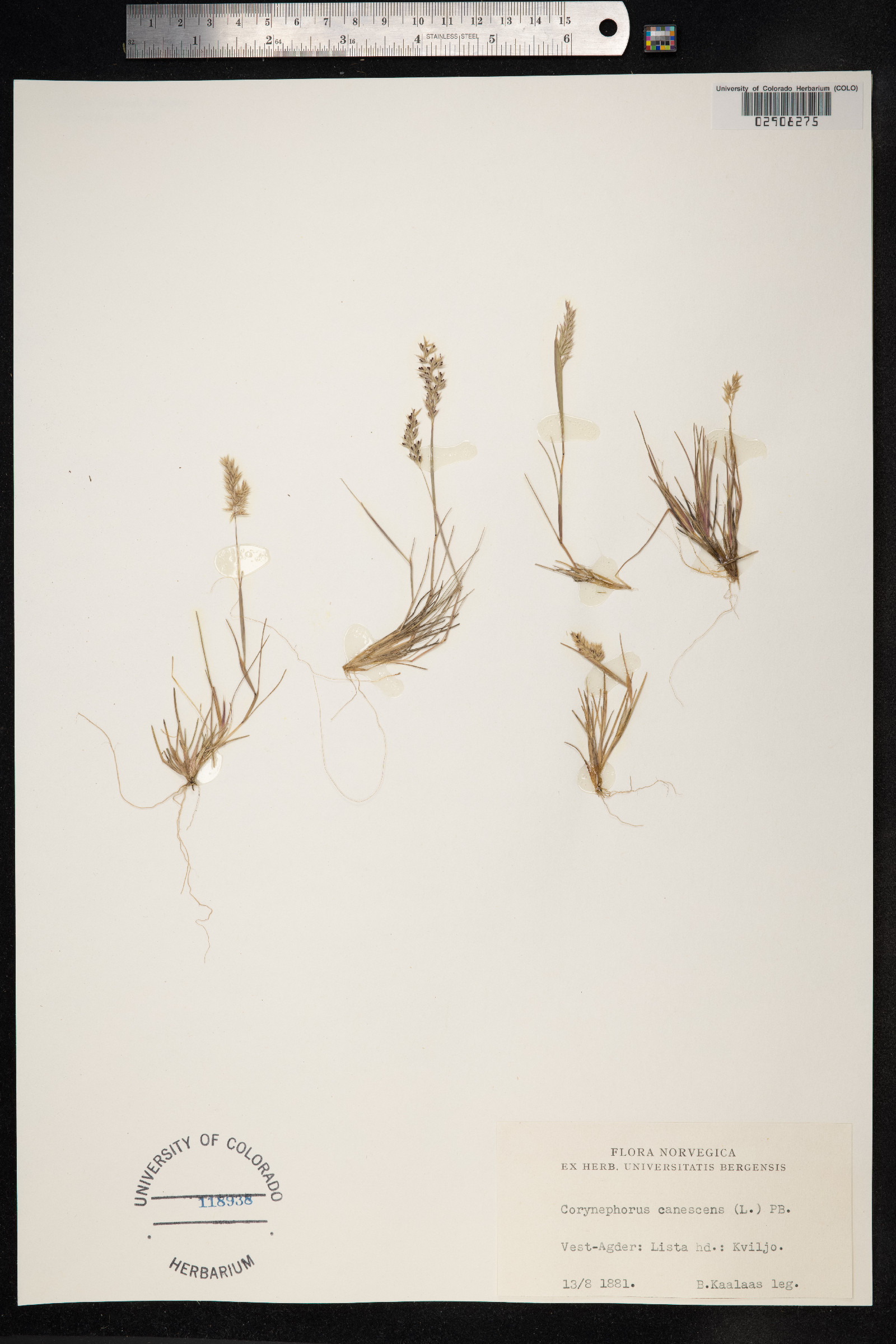 Corynephorus canescens image