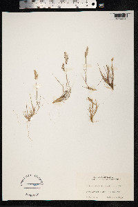 Image of Avena canescens