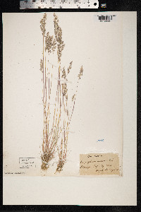 Corynephorus canescens image