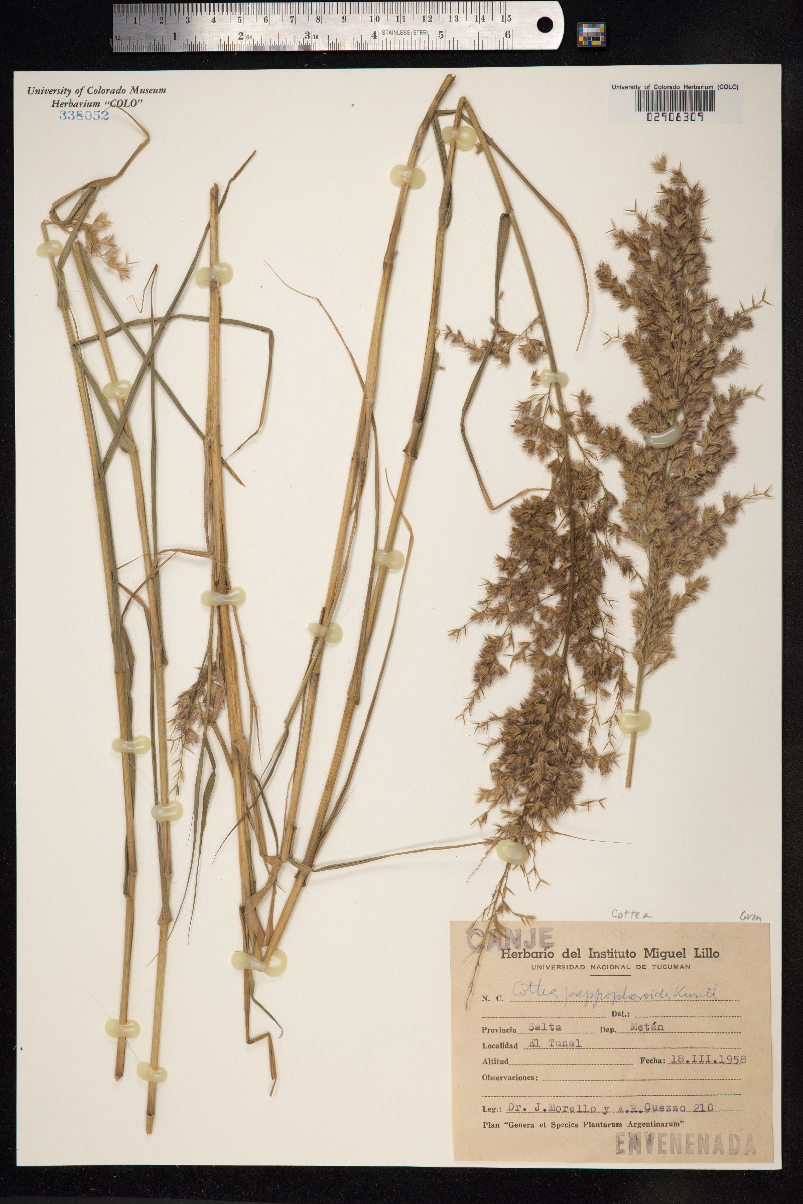 Cottea image
