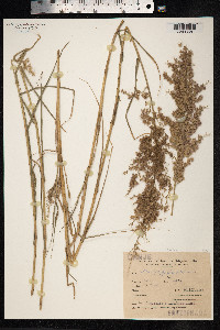 Cottea pappophoroides image