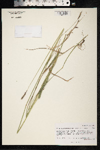 Critesion brachyantherum image