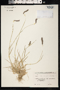 Critesion brachyantherum image