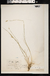 Critesion brachyantherum image