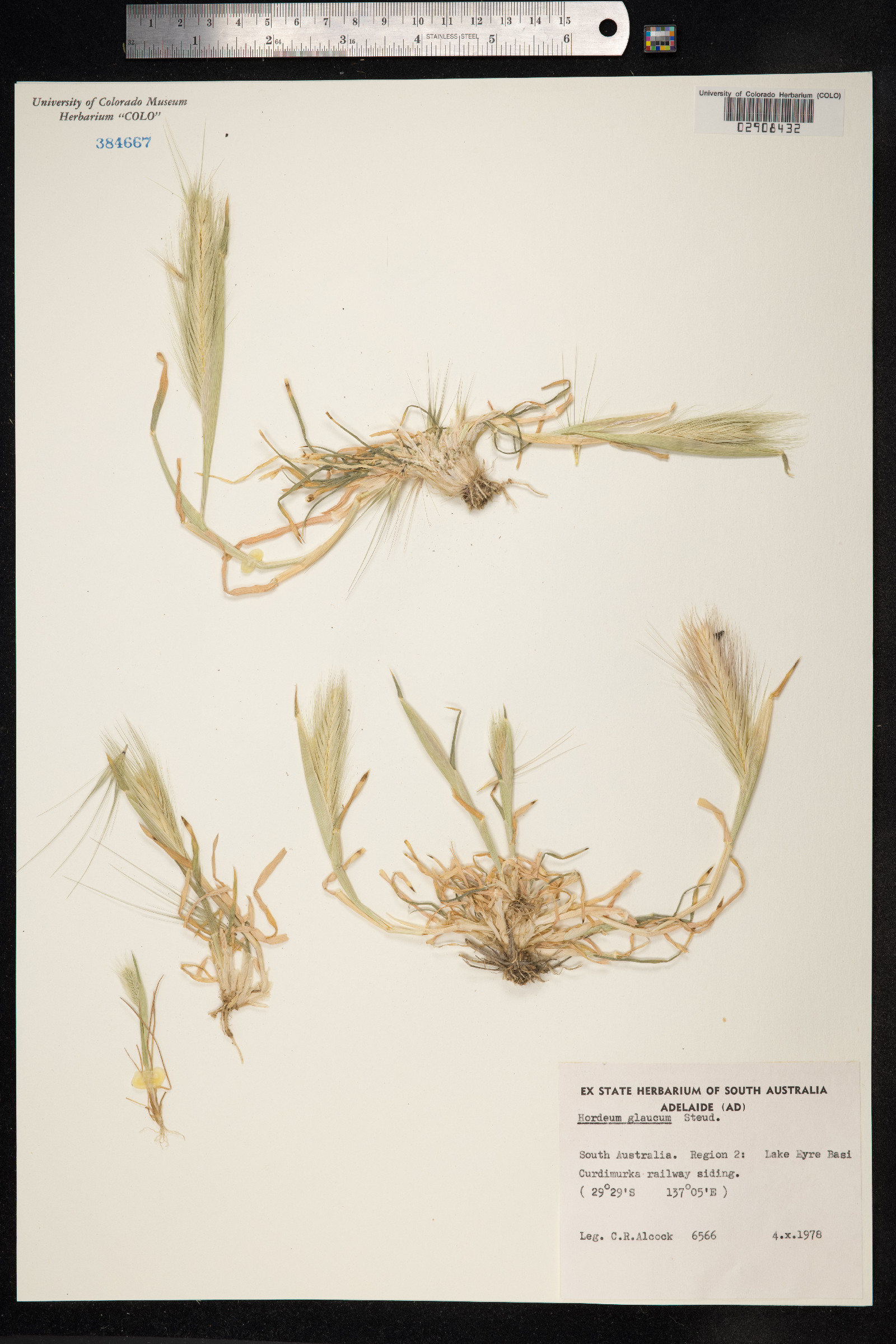Hordeum murinum ssp. glaucum image