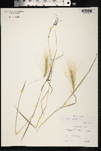 Hordeum jubatum image