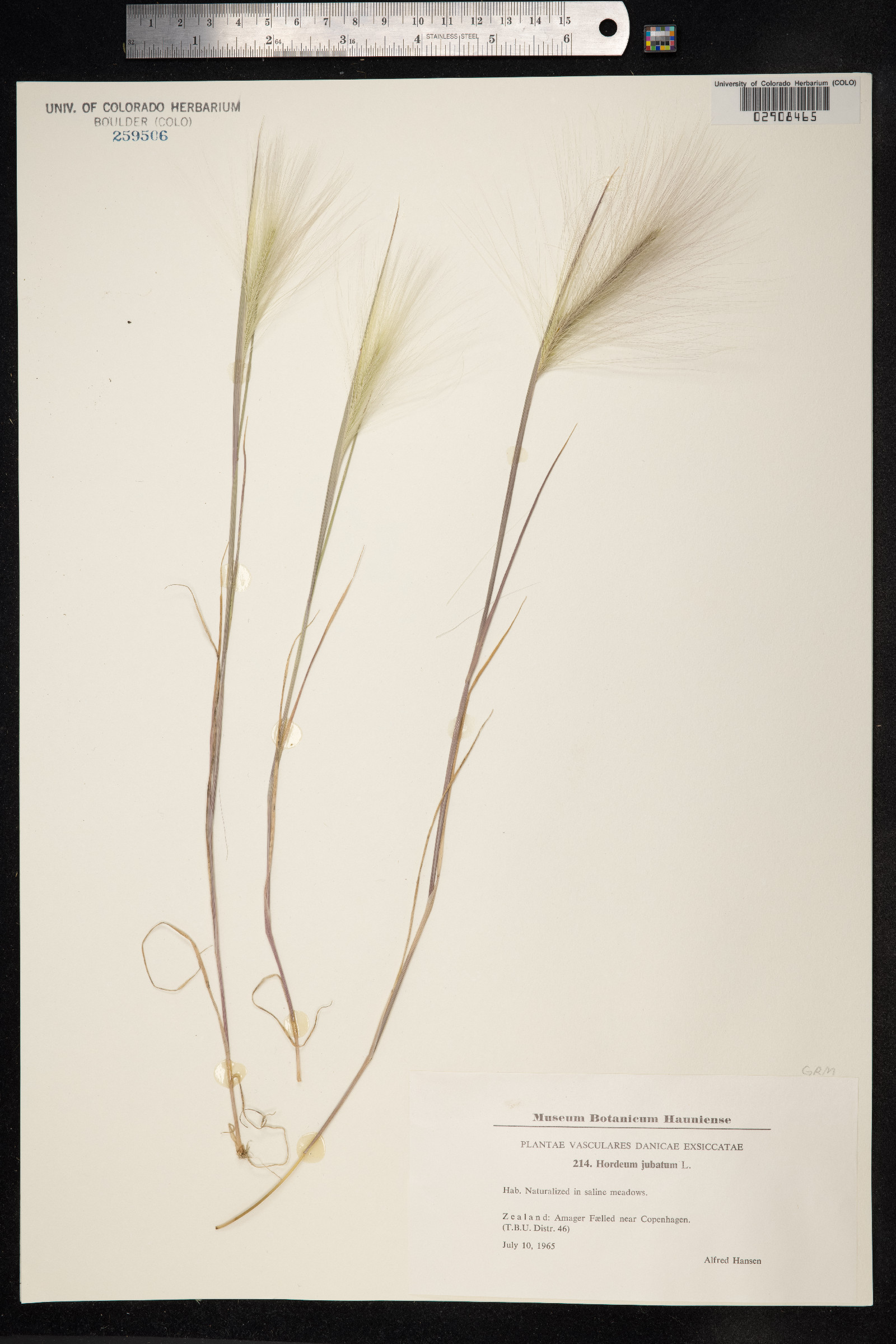 Hordeum jubatum image