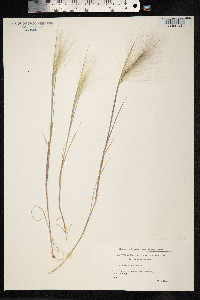 Hordeum jubatum image
