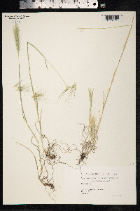 Hordeum murinum image