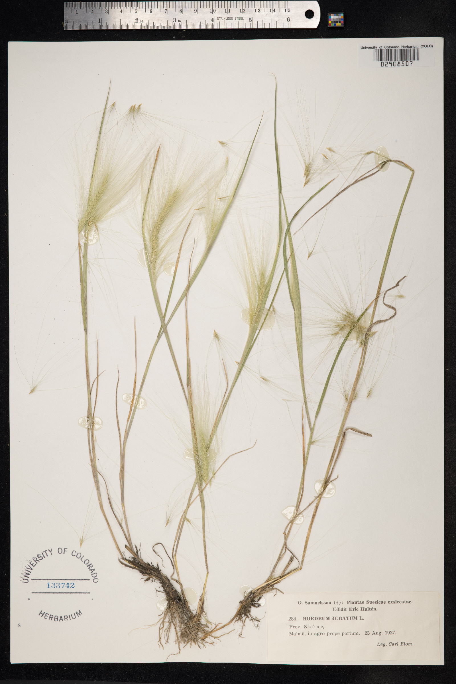 Hordeum jubatum image