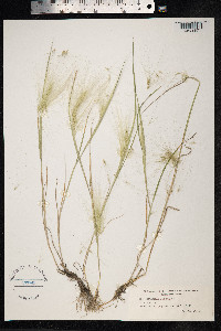 Hordeum jubatum image