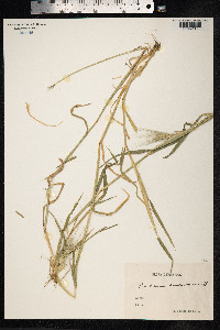 Hordeum murinum image
