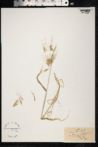 Hordeum murinum image