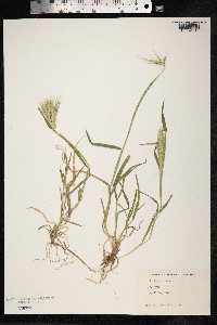 Hordeum murinum image