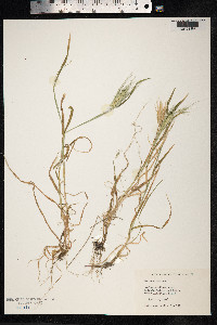 Hordeum murinum image