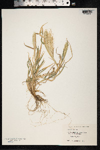 Hordeum murinum image