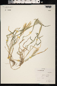 Hordeum murinum image