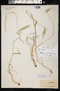 Hordeum murinum image