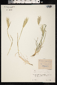 Hordeum murinum image