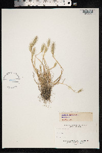 Hordeum murinum image
