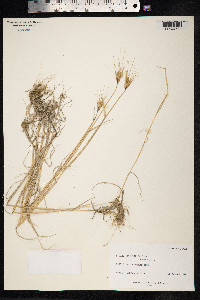 Hordeum murinum image