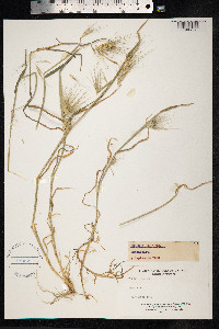 Hordeum murinum image
