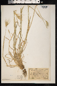 Hordeum murinum image