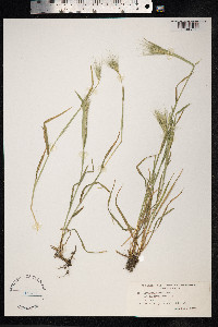 Hordeum murinum image