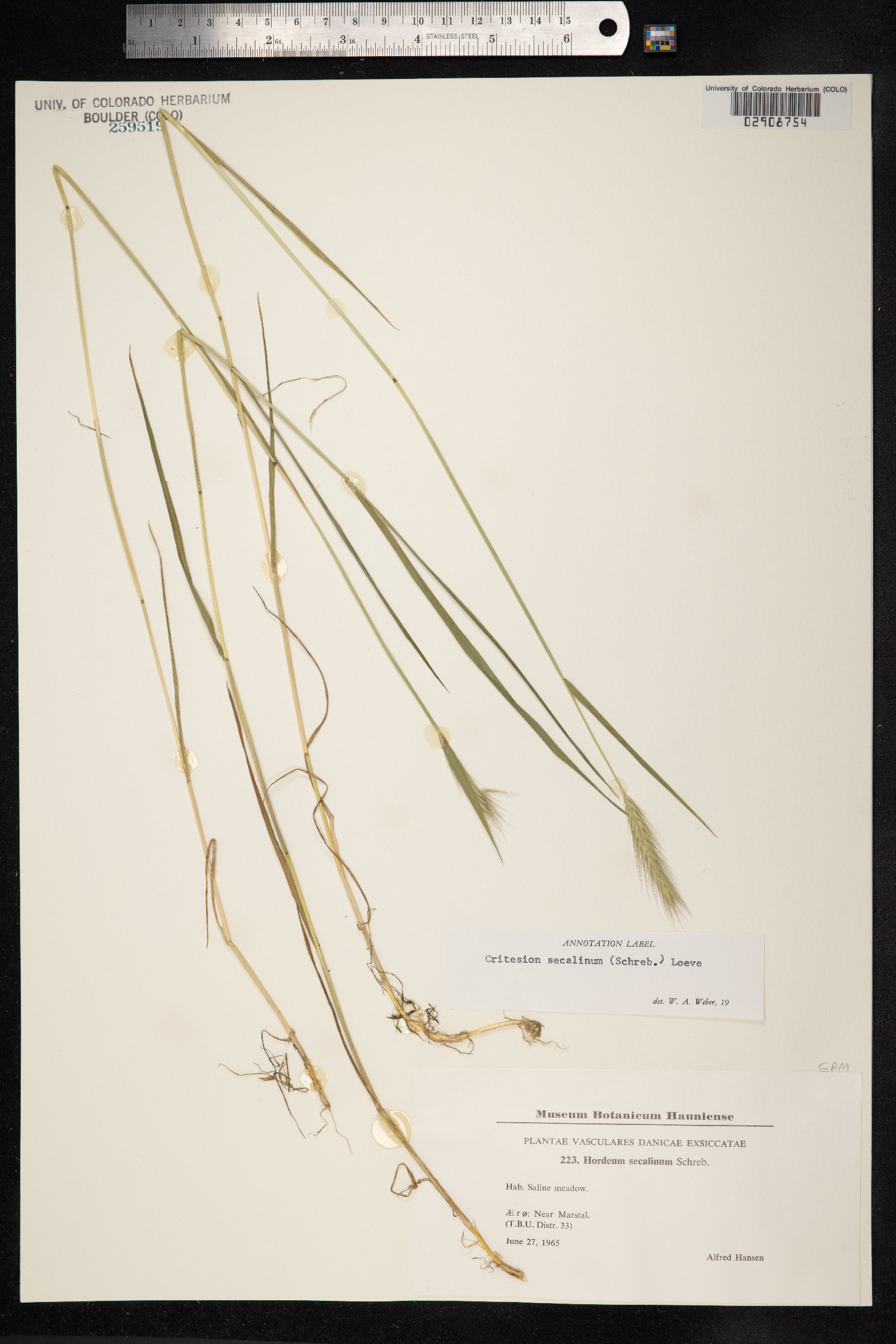 Hordeum secalinum image