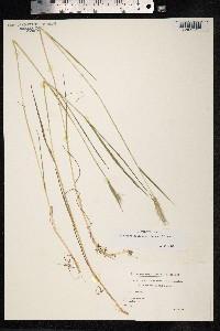 Hordeum secalinum image