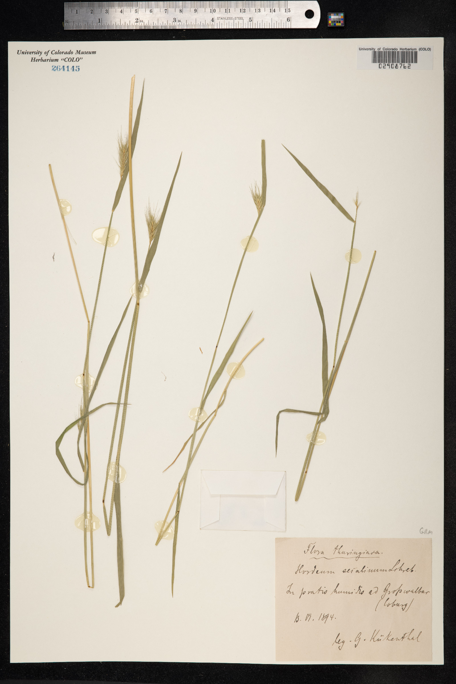 Hordeum secalinum image