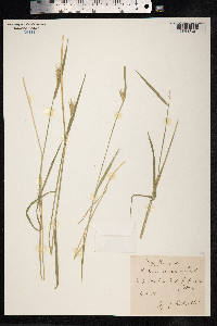 Hordeum secalinum image