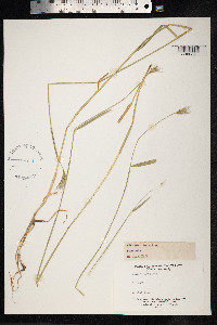 Hordeum secalinum image