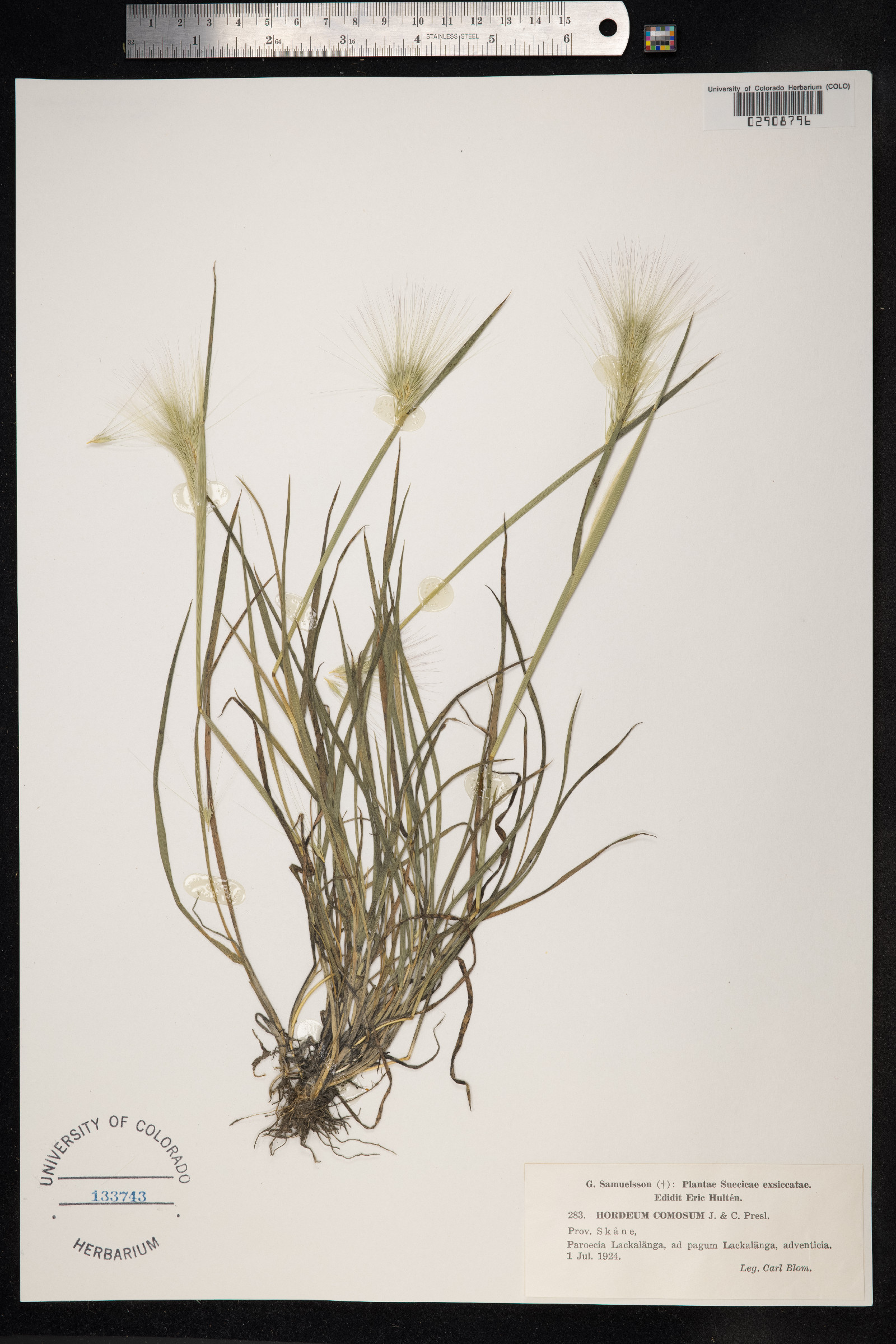 Hordeum comosum image