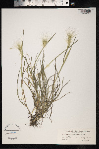 Image of Hordeum comosum
