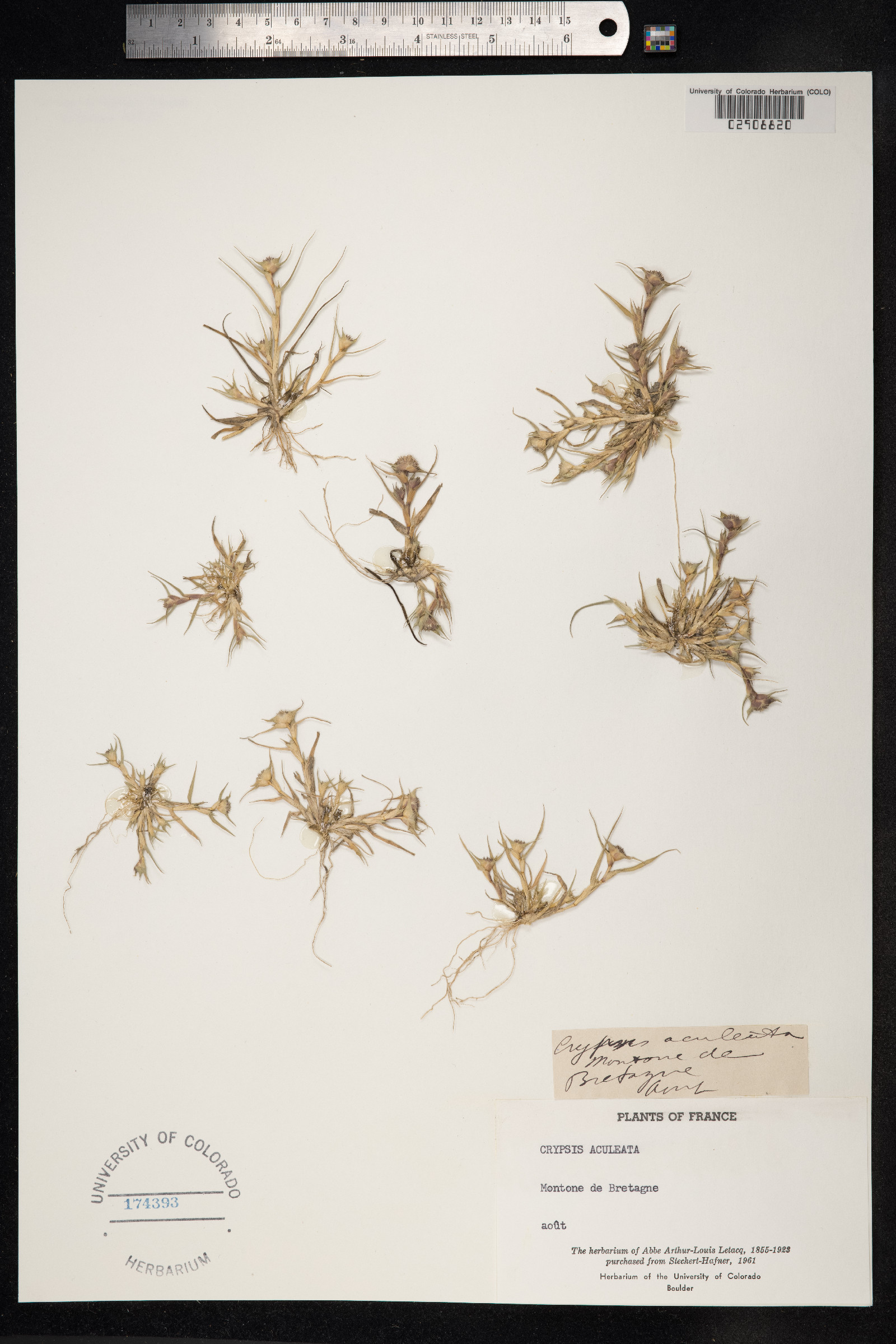 Crypsis image