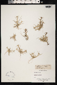 Image of Crypsis aculeata