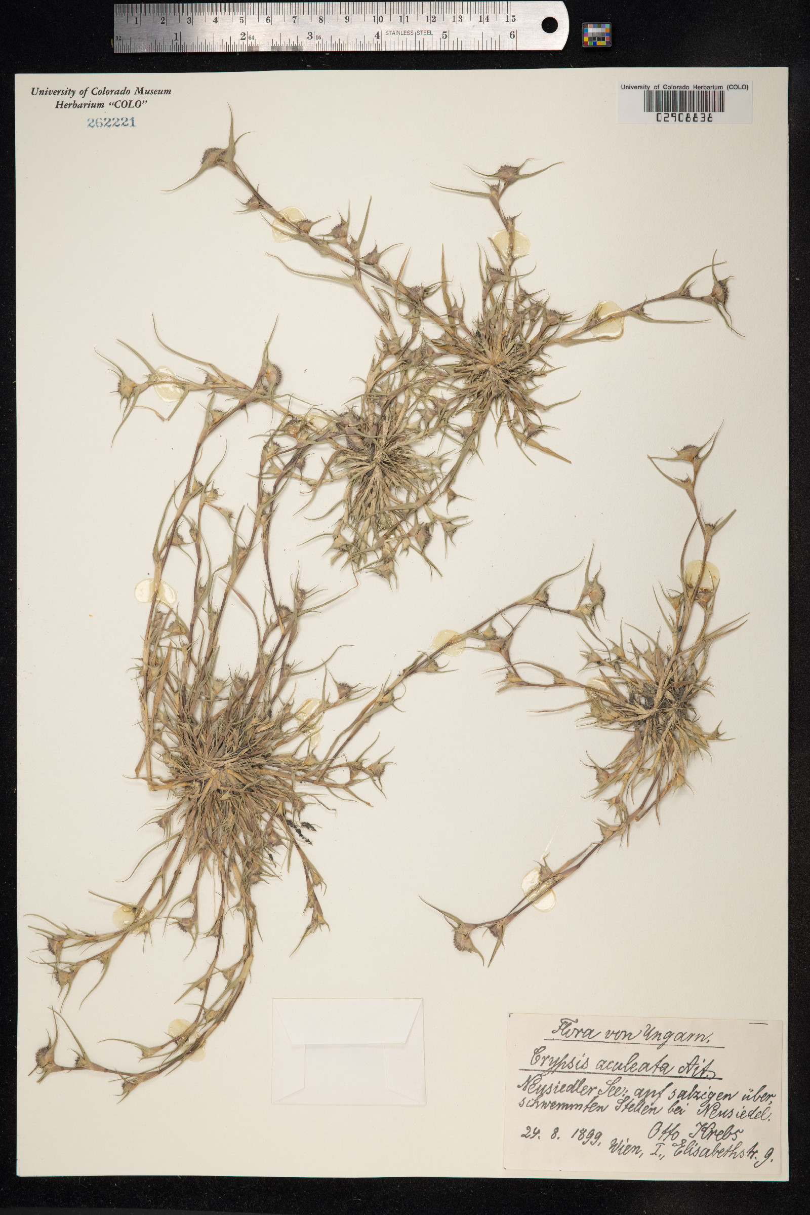 Crypsis aculeata image