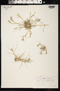 Crypsis schoenoides image