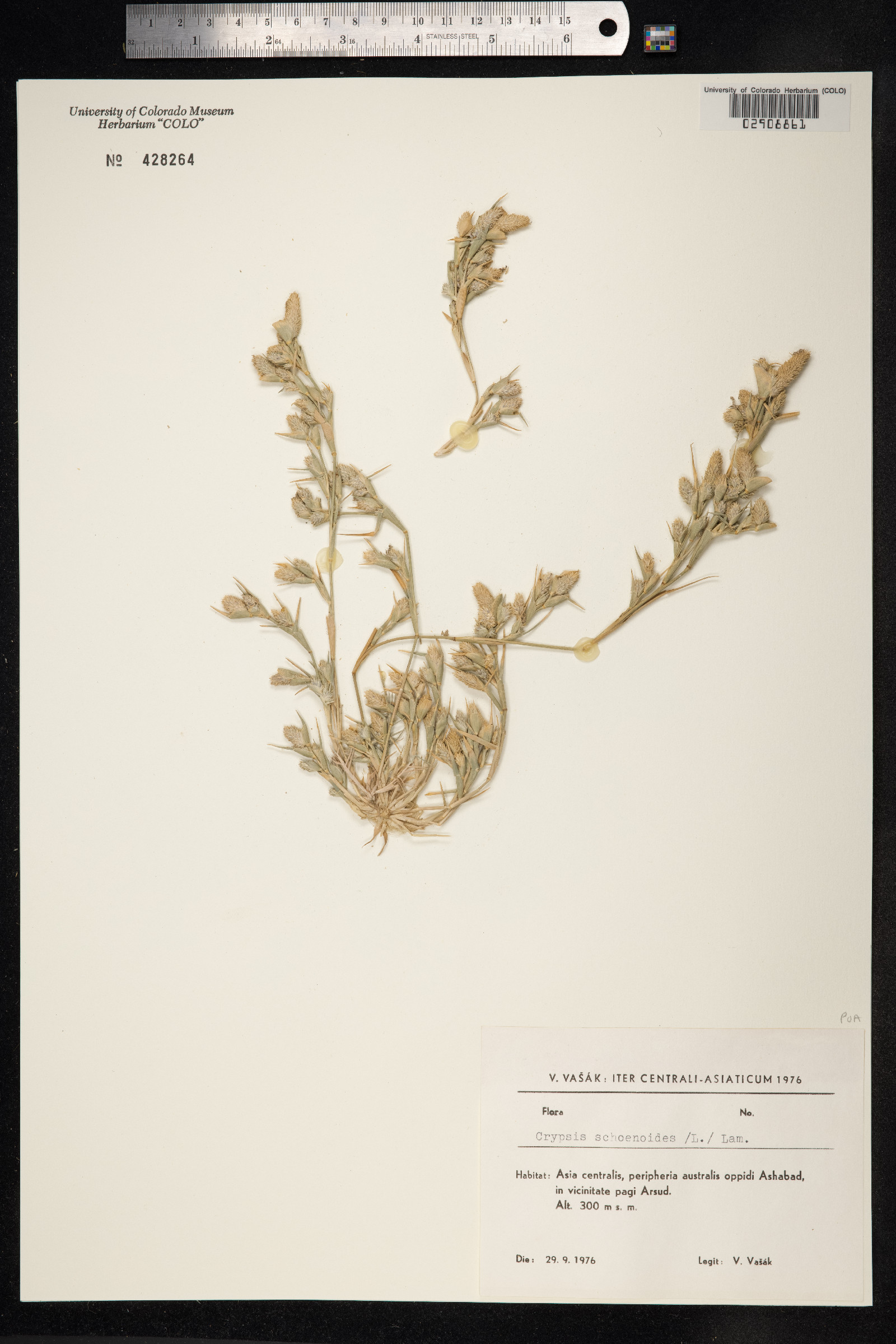 Crypsis image