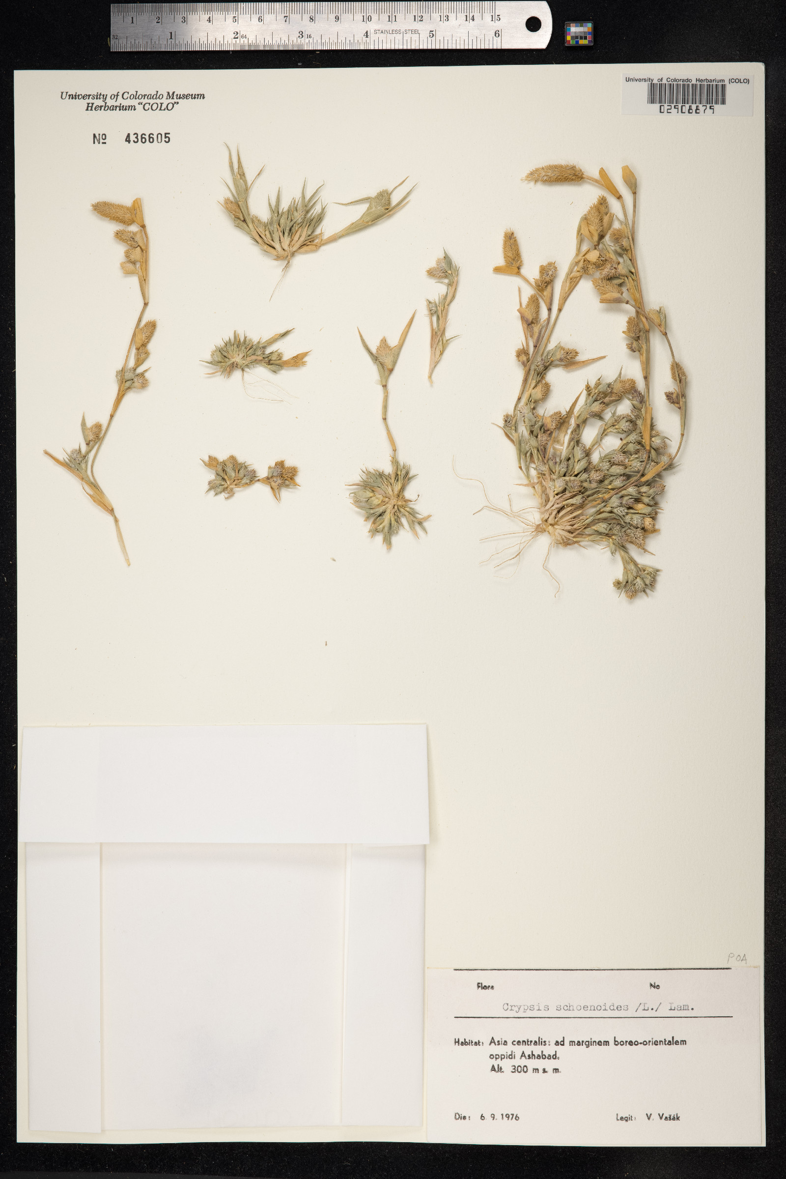 Crypsis schoenoides image