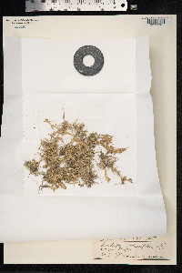 Crypsis schoenoides image